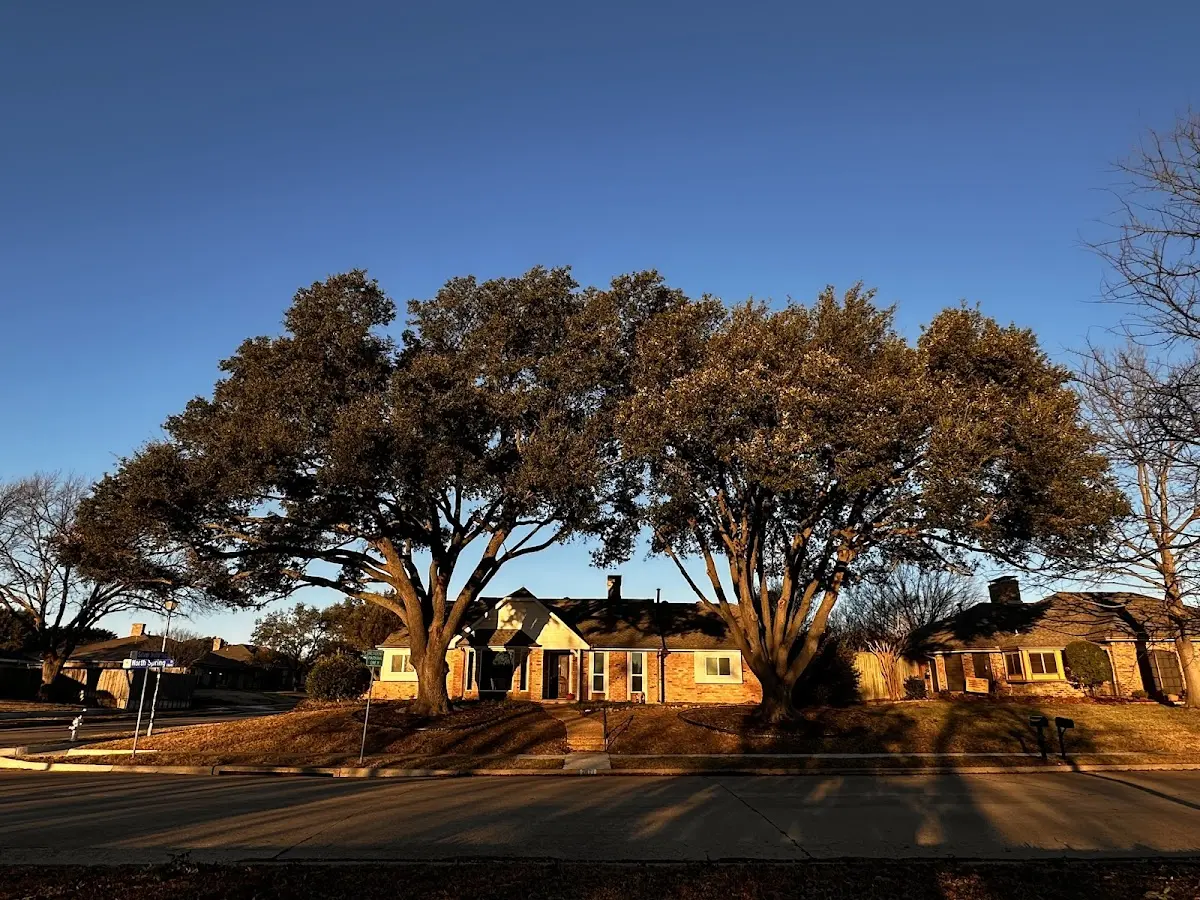 Established residential canopy tree shading a home in Cochranton